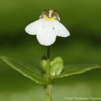 Yamazakia pusilla (Willd.) W.R.Barker, Y.S.Liang & Wannan